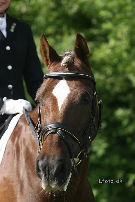 Welsh Cob (sec D) Dankirkeby icon - Solgt - smukke Icon efter LA5 Morsø 2006 billede 5
