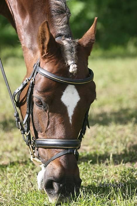 Welsh Cob (sec D) Dankirkeby icon - Solgt - Fra stævnet på Mors. hiih billede 6