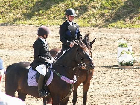 Irsk Sportspony Ardfield  Woodie - solgt  - Woodie og Shancinti ( som også er her inde ) billede 12