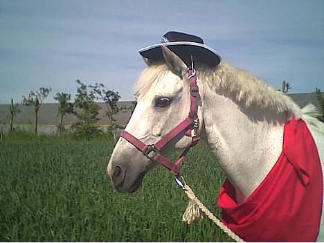 New Forest Life Energi Anis (solgt) billede 11