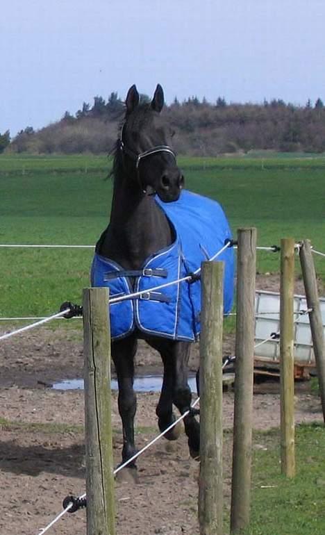 Anden særlig race Grande Benjamin O'nalli. billede 4