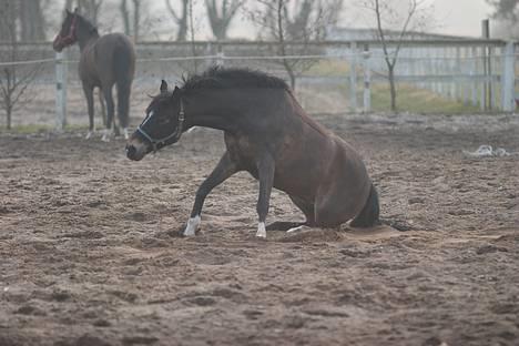 New Forest Funny (solgt) - funny er på fold sammen med hedy og leger sammen  billede 3