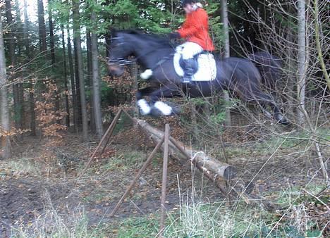 Oldenborg Charmeur  Solgt - NYT: wow!!!! at flyve..... til julejagten i langesøskoven d. 26/11-06 Fotograf: min mor (undskyld det er lidt sløret men det gik pænt stærkt) billede 10