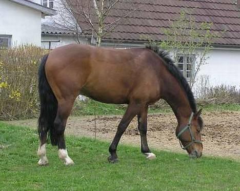 Anden særlig race Atilla-San *RIP* - Mmmh, sikke noget dejligt græs billede 11