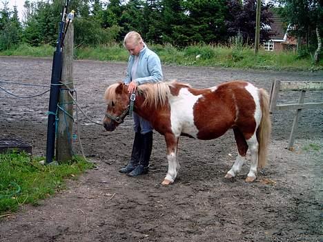 Shetlænder Dinamarka ( DØD ) billede 11