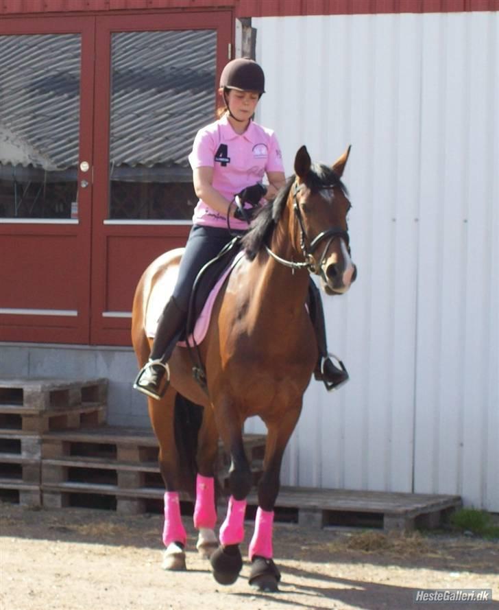 Dansk Varmblod  Don-Victorie - the pink lady billede 14