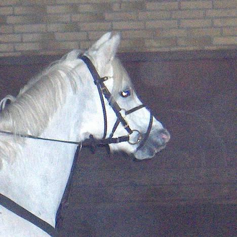Welsh Pony af Cob-type (sec C) Glimmer - Det er jo den smukke basse-pige <3 billede 10
