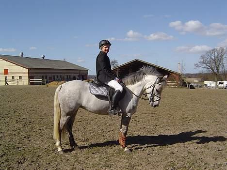 Anden særlig race Plaisir SOLGT - Til skimles første stævne, hvor hun gik 2flotte nulrunder i LD billede 9