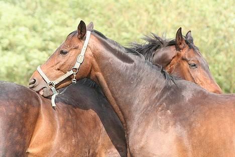 Trakehner MY FAIR TANGO - Tango og Gucci der hygger på folden. Tango står forrest. billede 13