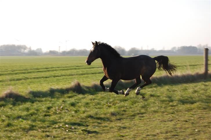 DSP Frederik - Frederik i fuld galop;) billede 6