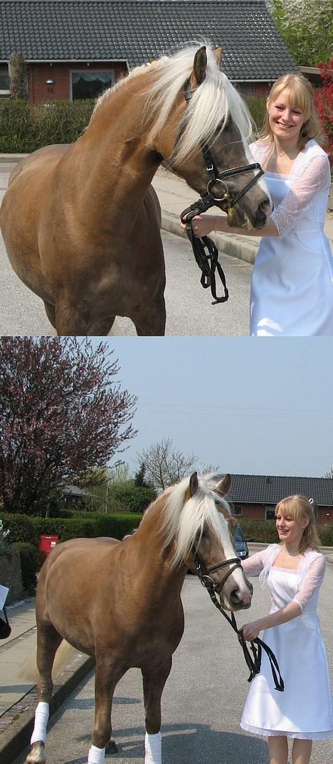 Haflinger Max Moonlight (solgt) - Max var lige på besøg på min gade . billede 13