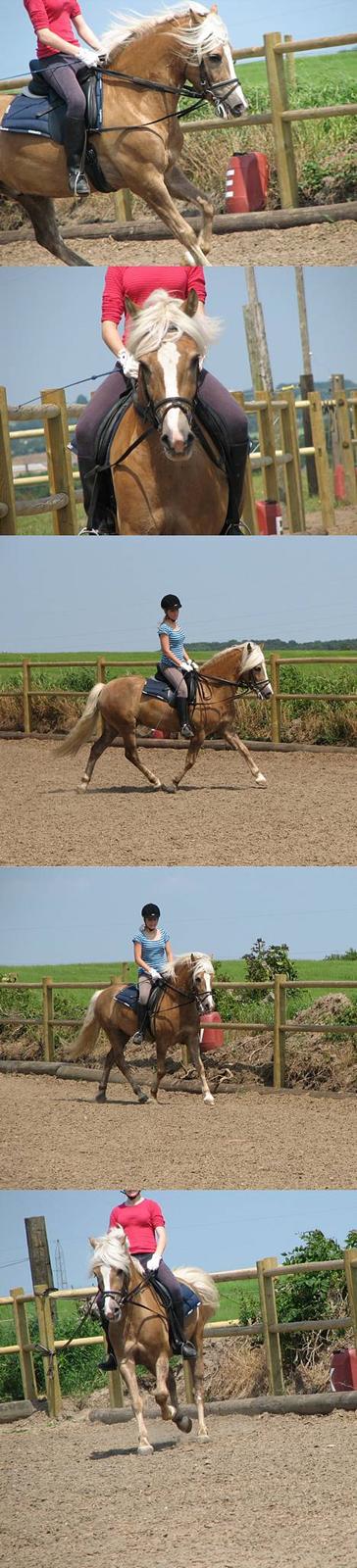 Haflinger Max Moonlight (solgt) - Ny begynder Camilla med den blå tøje anden gang på max (: derfor glidetøjlerne billede 14