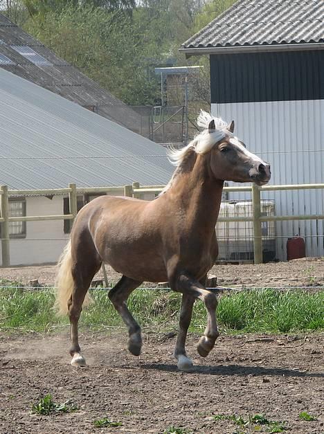 Haflinger Max Moonlight (solgt) billede 15