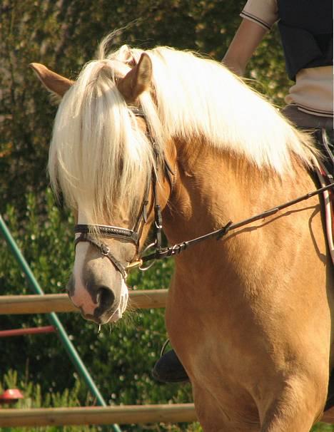 Haflinger Max Moonlight (solgt) - Foto: Mig billede 16