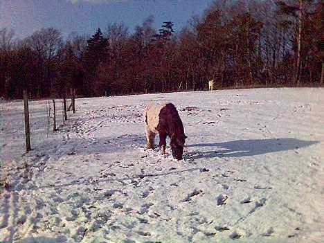 Anden særlig race Lurifax <3hvil i fred <,3 - hvor er græsset henne? billede 7