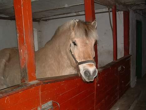 Fjordhest Charlie-lever ik' længere billede 1