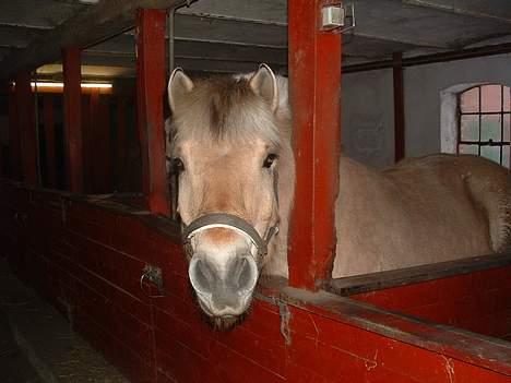 Fjordhest Charlie-lever ik' længere billede 2