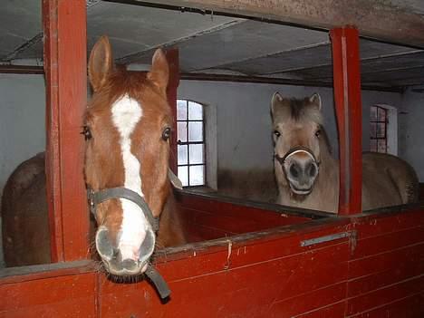 Fjordhest Charlie-lever ik' længere billede 4