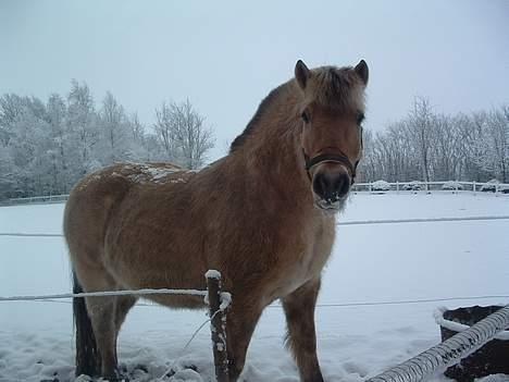 Fjordhest Charlie-lever ik' længere billede 5