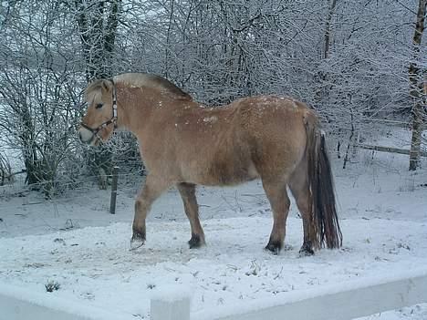 Fjordhest Charlie-lever ik' længere billede 6