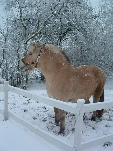 Fjordhest Charlie-lever ik' længere billede 7