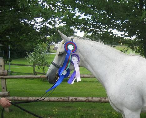 Connemara Birkely Spokojna - Connemarakåring 6+7/8-05. Kojna fik et væsentlig bedre resultat end som 3-årig! Rosetterne betyder: "blå-rød-grøn"= 21 point i showklasse. "lilla" = bedste senior mønstrer. "blå" = kåring i 2A. billede 16