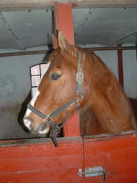 Anden særlig race Ganzie-lever ikke længere billede 1