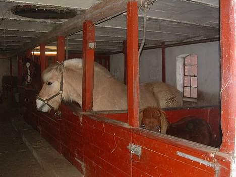 Anden særlig race Ganzie-lever ikke længere billede 2