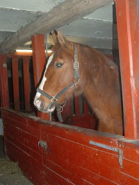 Anden særlig race Ganzie-lever ikke længere billede 3