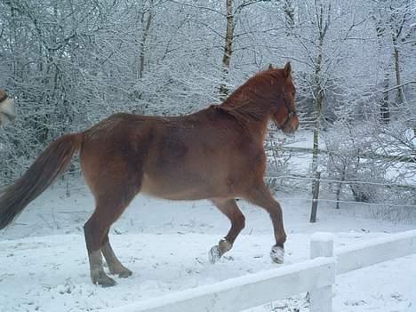 Anden særlig race Ganzie-lever ikke længere billede 4