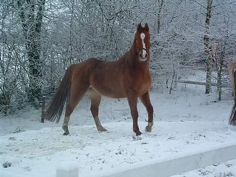 Anden særlig race Ganzie-lever ikke længere billede 6
