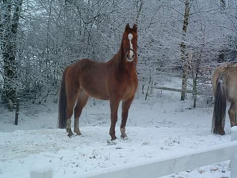 Anden særlig race Ganzie-lever ikke længere billede 7