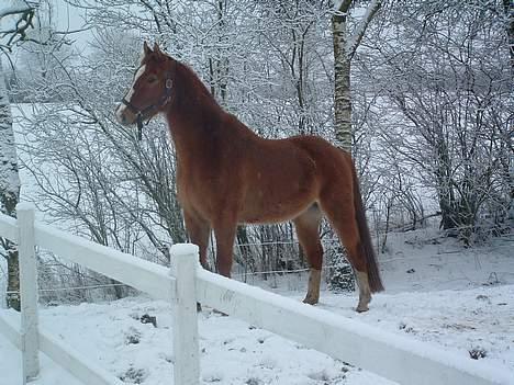 Anden særlig race Ganzie-lever ikke længere billede 8