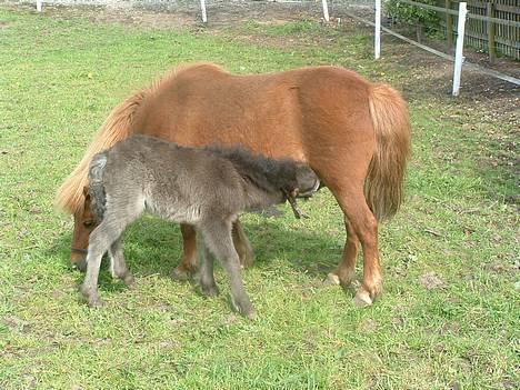 Shetlænder Pusle billede 1