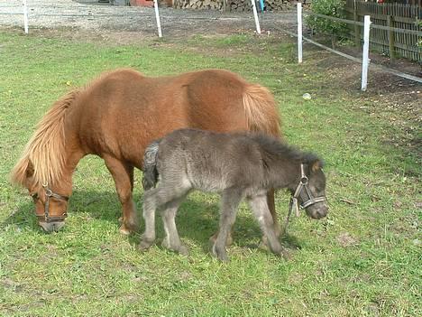 Shetlænder Pusle billede 2