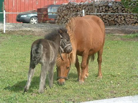 Shetlænder Pusle billede 4