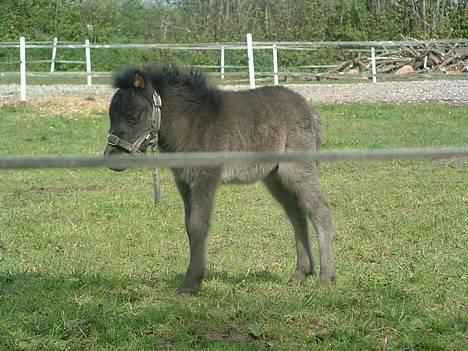 Shetlænder Pusle billede 5