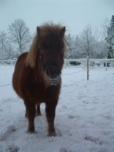 Shetlænder Pusle billede 6