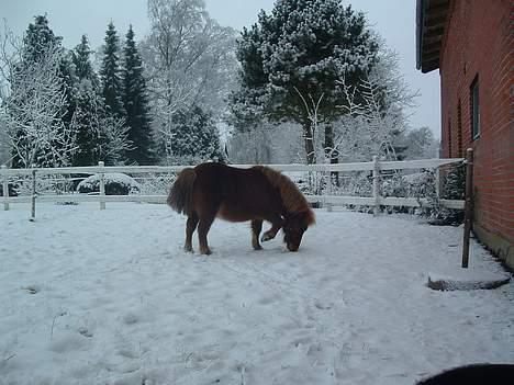 Shetlænder Pusle billede 7