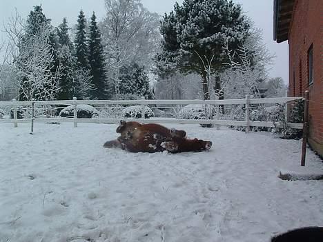 Shetlænder Pusle billede 8