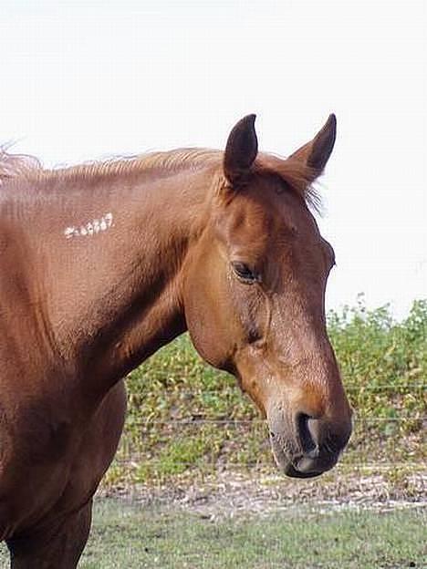 Traver Barske Bangsbo - er jeg ikke sød :o) billede 15