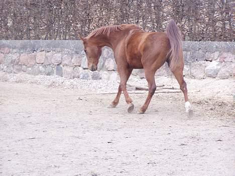 Traver Barske Bangsbo - selv om jeg er en vallak kan jeg godt lege hingst billede 16