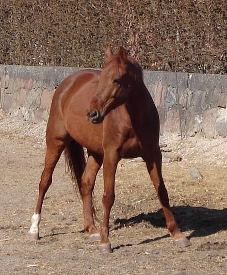 Traver Barske Bangsbo - Smukke Barske billede 18