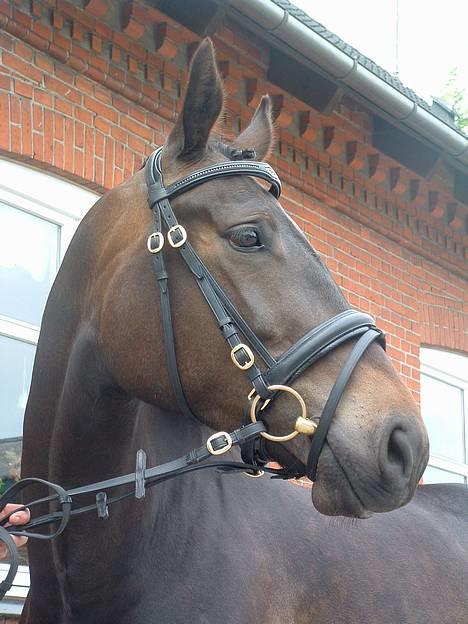 Oldenborg Brøndsteds Claudia billede 3