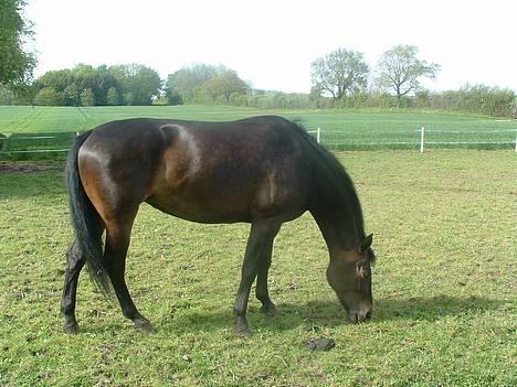 Oldenborg Brøndsteds Claudia billede 4