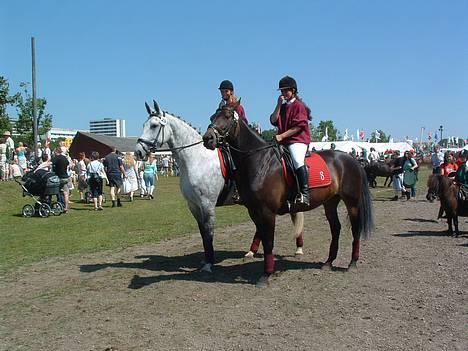 Oldenborg Brøndsteds Claudia billede 6