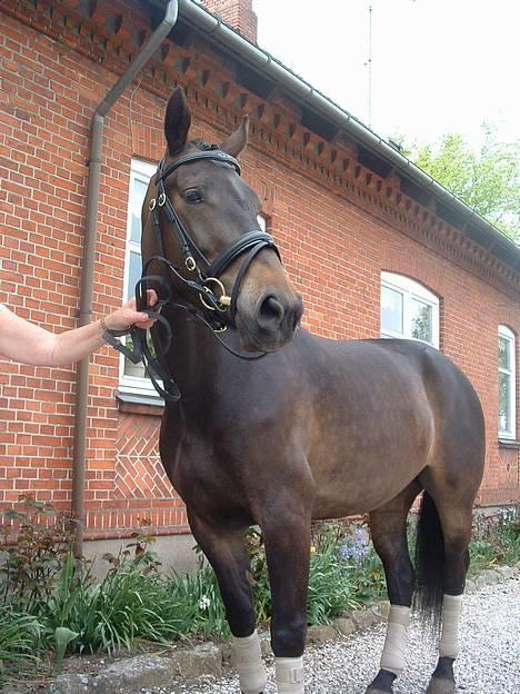 Oldenborg Brøndsteds Claudia billede 10