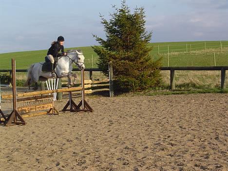 Anden særlig race Plaisir SOLGT - Springtræning hos min træner "bamse" billede 10