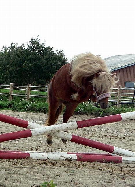 Shetlænder Lindholms Trille R.I.P :'( - 3. sep 2006 Trille springer (: Hun har var lige kommet hjem efter hun havde været ved hingst (: billede 10