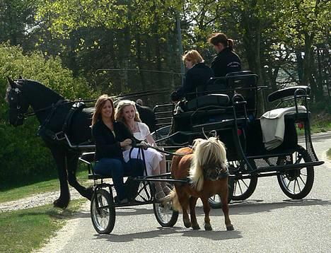 Shetlænder Lindholms Trille R.I.P :'( - 6. maj 2007 - Her er frieseren bagved :) billede 14